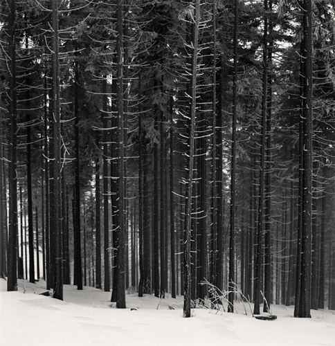 Spruce Forest, Beskids, Poland Spruce Forest, Beskids, Poland