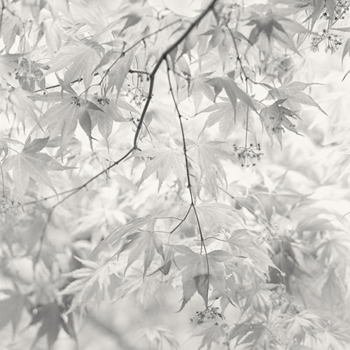 Maple Leaves, Botanic Gardens, Dublin, Ireland Maple Leaves, Botanic Gardens, Dublin, Ireland
