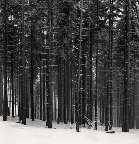 Spruce Forest, Beskids